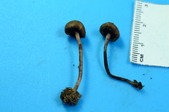 Melanophyllum haematospermum