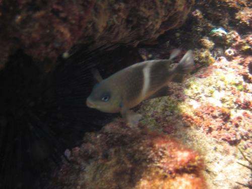 Plectroglyphidodon leucozona