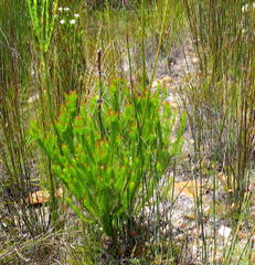 Leucadendron ericifolium