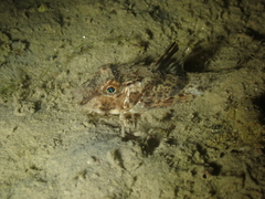 Chelidonichthys lucerna