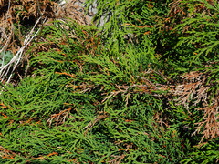 Microbiota decussata