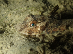 Chelidonichthys lucerna