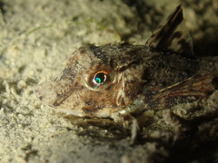 Chelidonichthys lucerna
