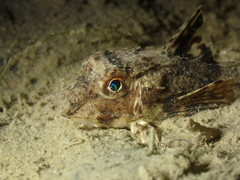 Chelidonichthys lucerna