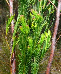 Leucadendron ericifolium