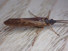 Limnephilus auricula