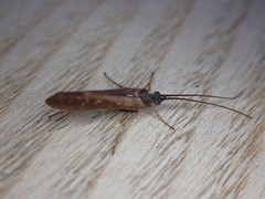 Limnephilus auricula