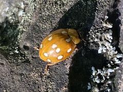 Harmonia eucharis