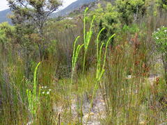 Leucadendron ericifolium