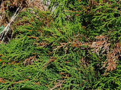 Microbiota decussata