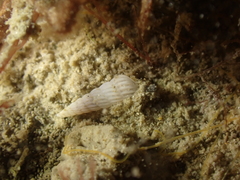 Turbonilla lactea