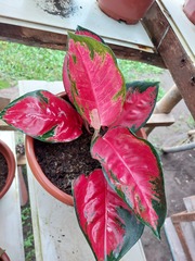 Aglaonema