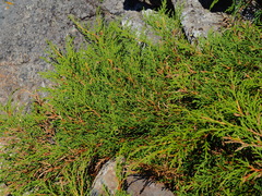 Microbiota decussata