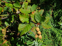 Alnus mandschurica