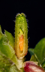 Rhopalomyia anthophila