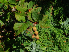 Alnus mandschurica