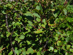 Alnus mandschurica