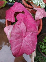 Caladium