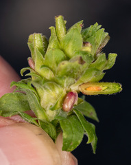 Rhopalomyia anthophila