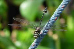 Ictinogomphus lieftincki