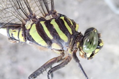 Ictinogomphus lieftincki