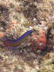 Pseudochromis dutoiti