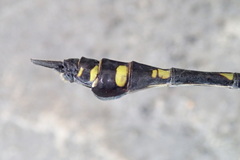 Ictinogomphus lieftincki
