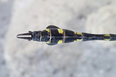 Ictinogomphus lieftincki