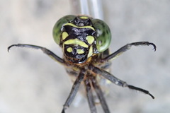 Ictinogomphus lieftincki