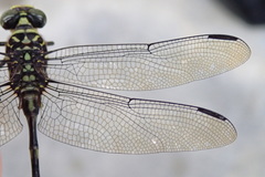 Ictinogomphus lieftincki