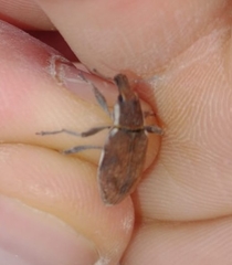 Coniocleonus pelletii