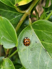 Harmonia axyridis