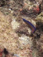 Pseudochromis dutoiti