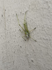 Entomophaga grylli