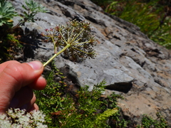 Peucedanum elegans