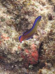 Pseudochromis dutoiti