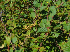 Alnus mandschurica