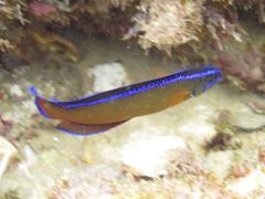 Pseudochromis dutoiti