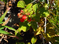 Rubus komarovii