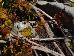 Rubus komarovii