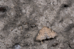 Goniocraspedon variegata