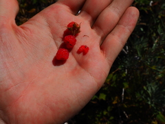 Rubus komarovii