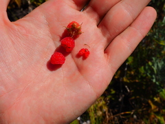 Rubus komarovii