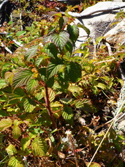 Rubus komarovii