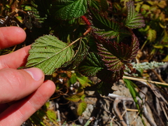 Rubus komarovii