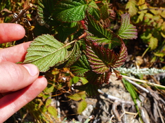 Rubus komarovii
