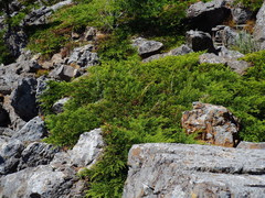 Microbiota decussata