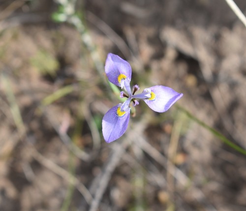 Image of Moraea algoensis by (c) Justin Ponder, some rights reserved (CC BY)