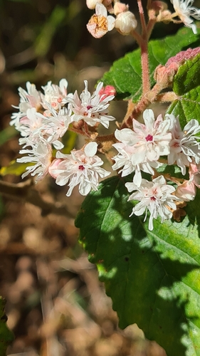 Image of Androcalva rossii by no rights reserved