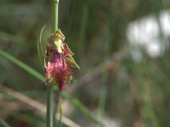 Calochilus paludosus
